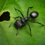 Cephalotes atrutus robotnica — spłaszczone opancerzone ciało z dyskowatymi głowami żołnierzy mrówka żółwiowa z neotropikalna, żywa kolonia w ANTonTOP