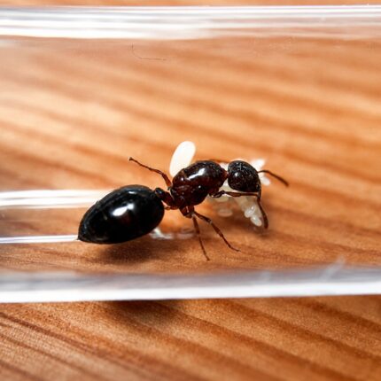 Crematogaster modiglianii worker — compact body with characteristic upturned abdomen acrobat ant found around the world, live colony at ANTonTOP