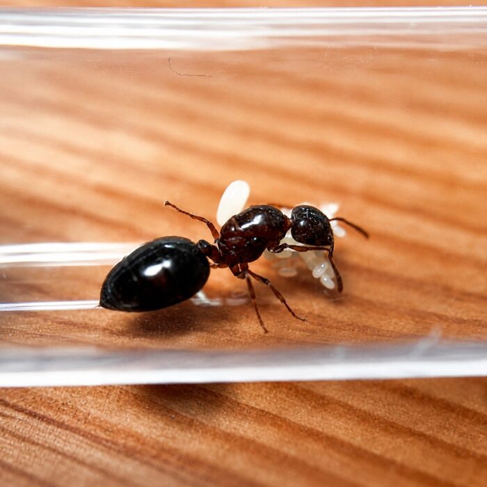 Crematogaster modiglianii worker — compact body with characteristic upturned abdomen acrobat ant found around the world, live colony at ANTonTOP