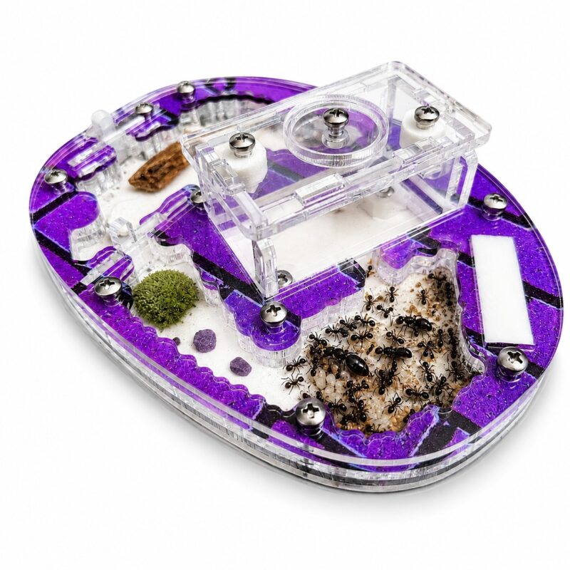 Formicarium Centre — ant formicarium with nest and foraging arena at ANTonTOP