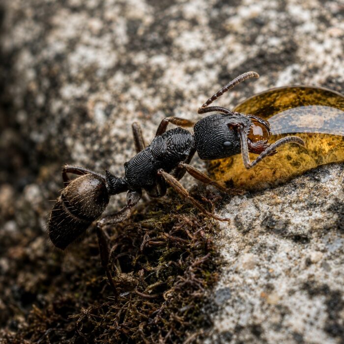 Odontoponera denticulata worker — matt black sculptured body jaggedjaw ponerine from Southeast Asia, live colony at ANTonTOP