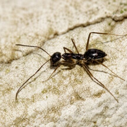 Paratrechina longicornis worker — dark brown with long antennae longhorn crazy ant native to the pantropics, live colony at ANTonTOP