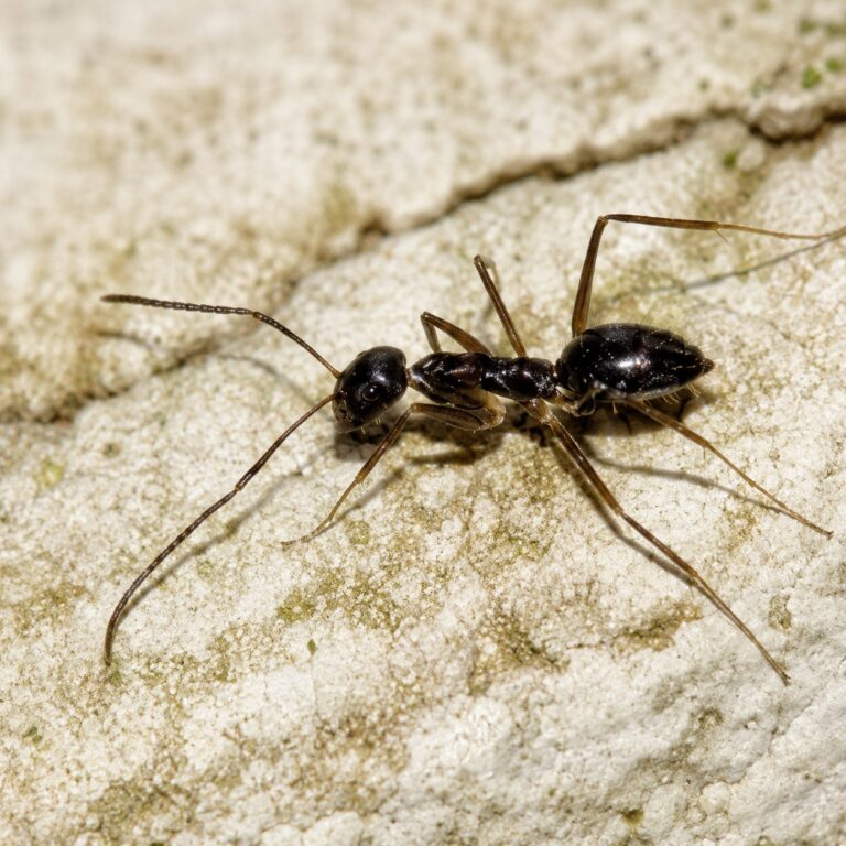 Paratrechina longicornis worker — dark brown with long antennae longhorn crazy ant native to the pantropics, live colony at ANTonTOP