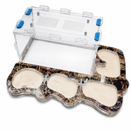 Formicarium Opal — ant formicarium with nest and foraging arena at ANTonTOP