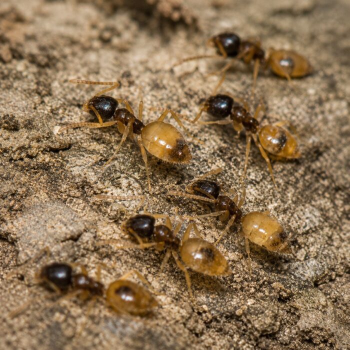 Tapinoma melanocephalum robotnica — czarna głowa z przezroczystym jasnym ciałem mrówka duch pantropikalna, żywa kolonia w ANTonTOP