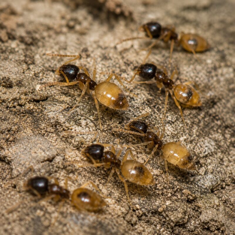 Tapinoma melanocephalum worker — black head with translucent pale body ghost ant native to the pantropics, live colony at ANTonTOP