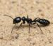 Tetraponera nigra robotnica — wąskie wydłużone ciało, często czarne lub dwubarwne smukła mrówka gałązkowa z tropików Starego Świata, żywa kolonia w ANTonTOP