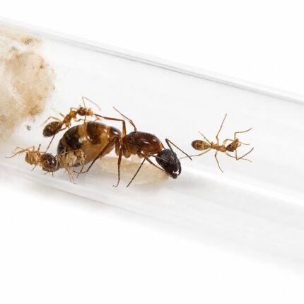 Camponotus arnoldinus