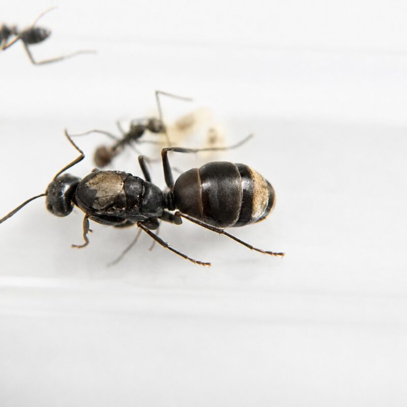 Camponotus dolendus colony view — carpenter ant starter colony ready to ship from ANTonTOP