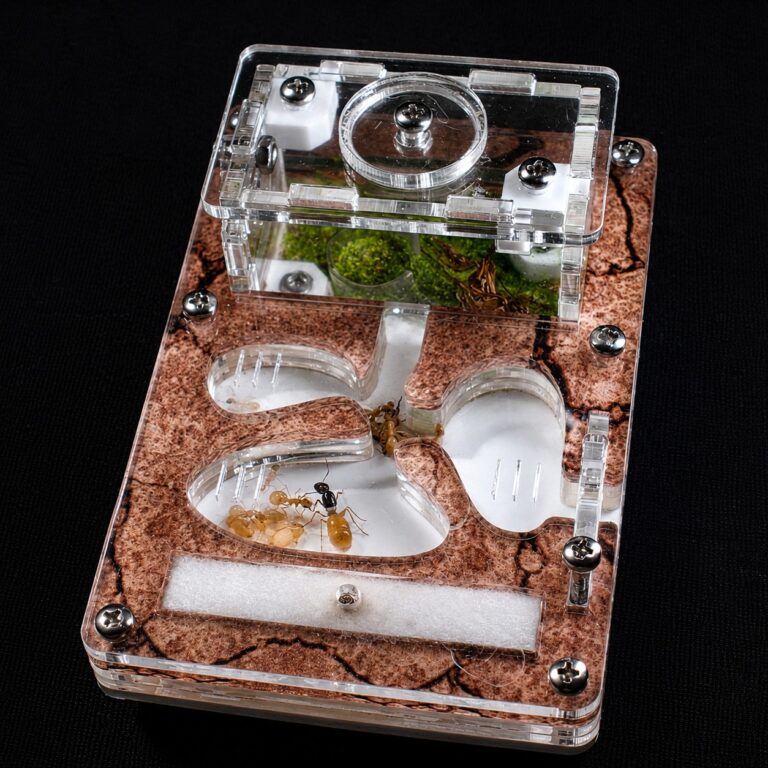 Formicarium Start acrylic ant farm with a live Camponotus fedtschenkoi colony — ANTonTOP