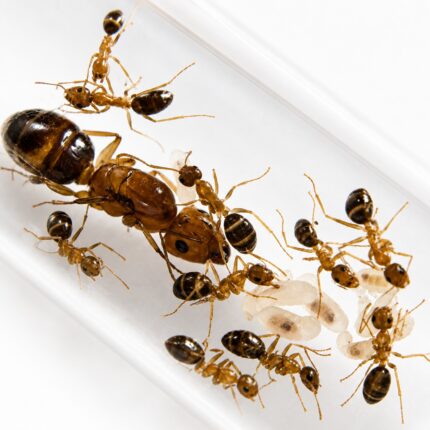 Camponotus maculatus subnudus colony view — carpenter ant starter colony ready to ship from ANTonTOP
