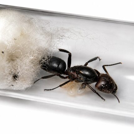 Camponotus misturus queen with brood — founding carpenter ant colony, live ants for sale at ANTonTOP