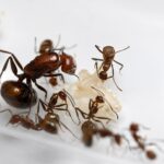 Camponotus nicobarensis - Image 4
