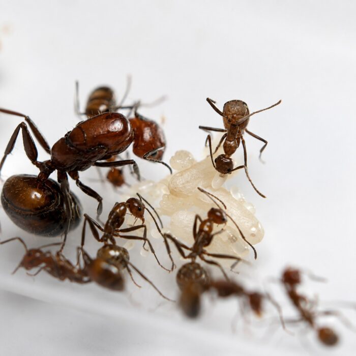 Camponotus nicobarensis  Image 4