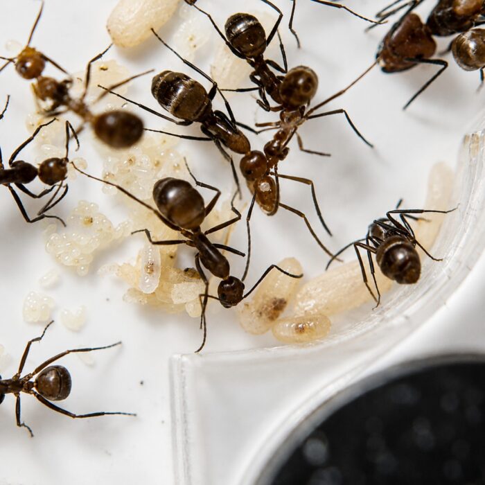 Camponotus nicobarensis  Image 5