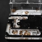 Camponotus nicobarensis - Image 6