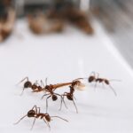 Camponotus nicobarensis - Image 3