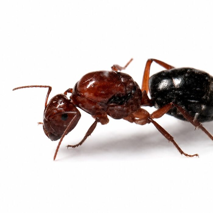 Camponotus postcornutus  Image 3
