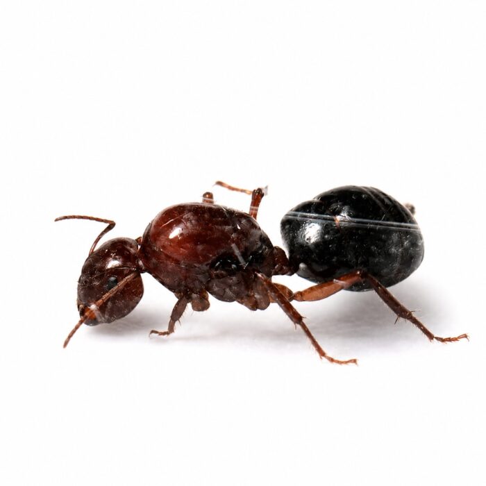 Camponotus postcornutus  Image 4