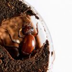 Carebara castanea queen with brood — founding colony of marauder ant native to the pantropics, live ants for sale