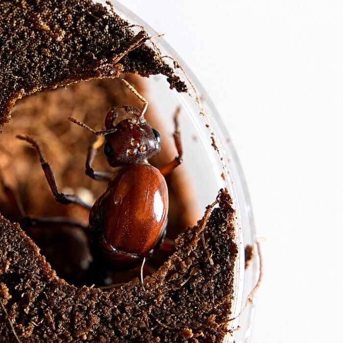 Carebara castanea queen with brood — founding colony of marauder ant native to the pantropics, live ants for sale