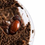 Carebara castanea workers in formicarium — marauder ant kept by hobbyists, tiny workers tending a giant queen