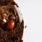 Carebara castanea worker close-up — tiny workers and a giant queen, exotic marauder ant for keepers