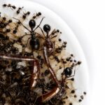 Carebara diversa workers in formicarium — 2-25 mm extreme dimorphism, Asian marauder ant kept by hobbyists