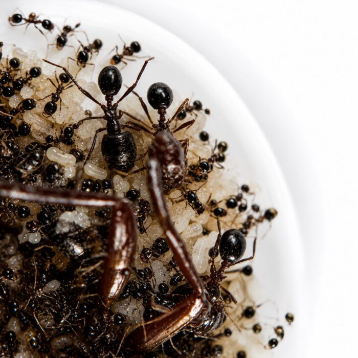 Carebara diversa workers in formicarium — 225 mm extreme dimorphism, Asian marauder ant kept by hobbyists