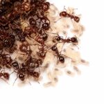 Carebara diversa worker close-up — extreme size dimorphism, huge queens beside tiny workers, exotic Asian marauder ant for keepers