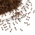 Carebara diversa soldier portrait — dark-brown workers and a giant amber queen, Asian marauder ant colony available at ANTonTOP