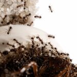 Carebara diversa major worker — dark-brown workers, giant amber queen Asian marauder ant from South and Southeast Asia, live colony at ANTonTOP
