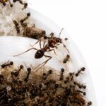Carebara diversa queen with brood — founding colony of Asian marauder ant from South and Southeast Asia, live ants for sale