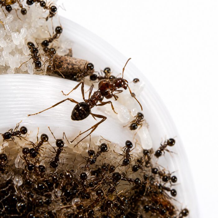 Carebara diversa queen with brood — founding colony of Asian marauder ant from South and Southeast Asia, live ants for sale