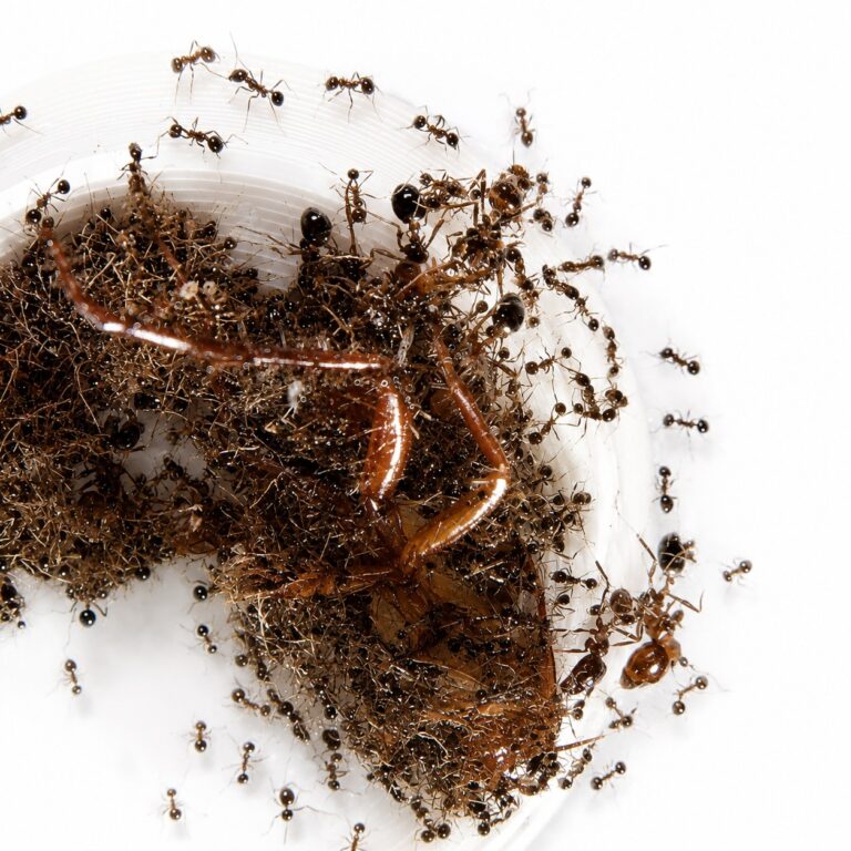 Carebara diversa colony view — Asian marauder ant starter colony ready to ship from ANTonTOP