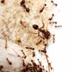 Carebara diversa workers in formicarium — Asian marauder ant kept by hobbyists, raiding invertebrates through cryptic tunnel networks