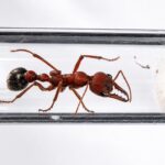 Myrmecia comata - Image 2
