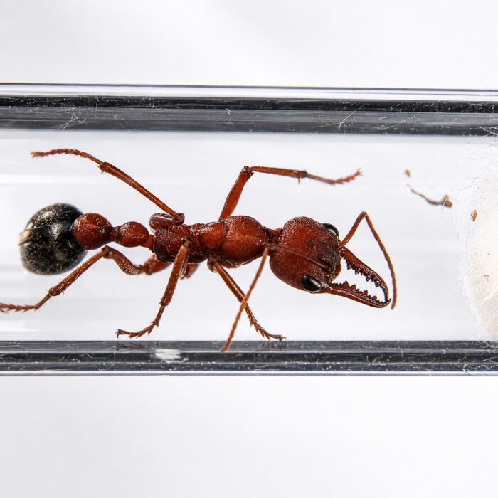 Myrmecia comata  Image 2
