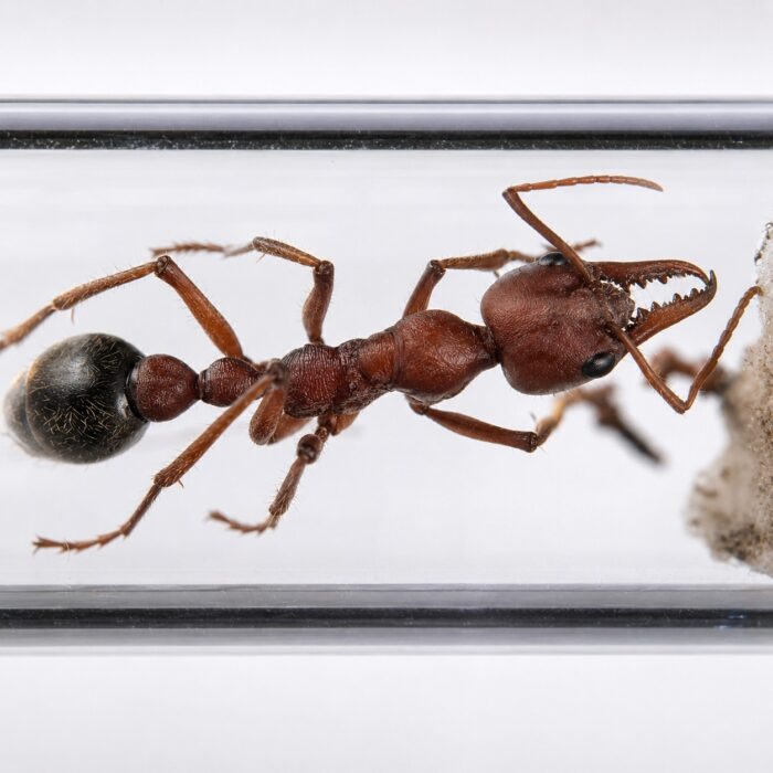 Myrmecia comata Myrmecia comata Image 1