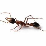 Myrmecia desertorum