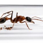 Myrmecia desertorum - Image 2