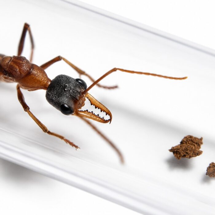 Myrmecia desertorum  Image 3