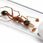 Myrmecia desertorum - Image 4