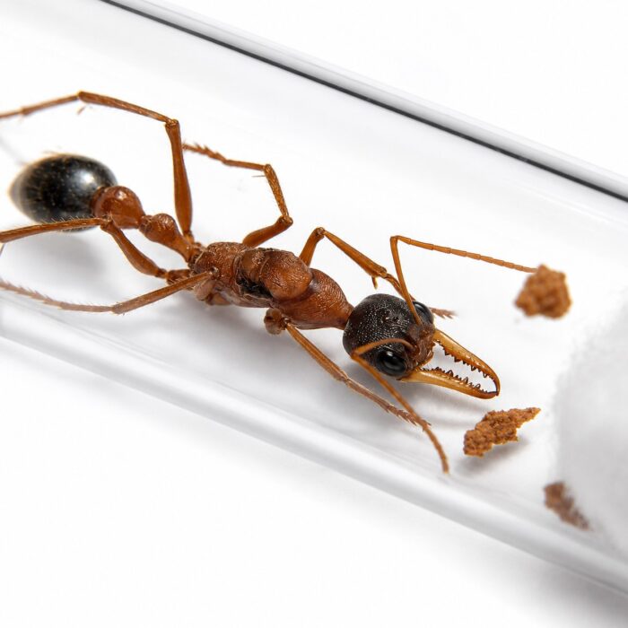 Myrmecia desertorum  Image 4