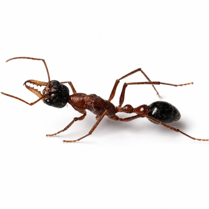 Myrmecia desertorum Myrmecia desertorum Image 1