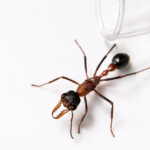 Myrmecia fuscipes - obrazek 2