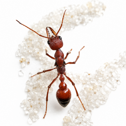 Myrmecia gulosa