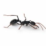 Myrmecia rowlandi