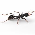 Myrmecia rowlandi - Image 2