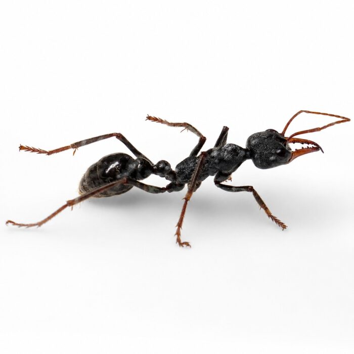 Myrmecia rowlandi  Image 2
